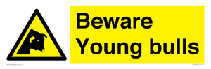 Beware Young bulls